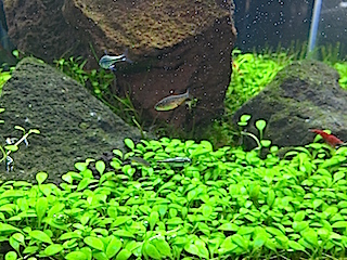 水草_d0158149_17194683.jpg