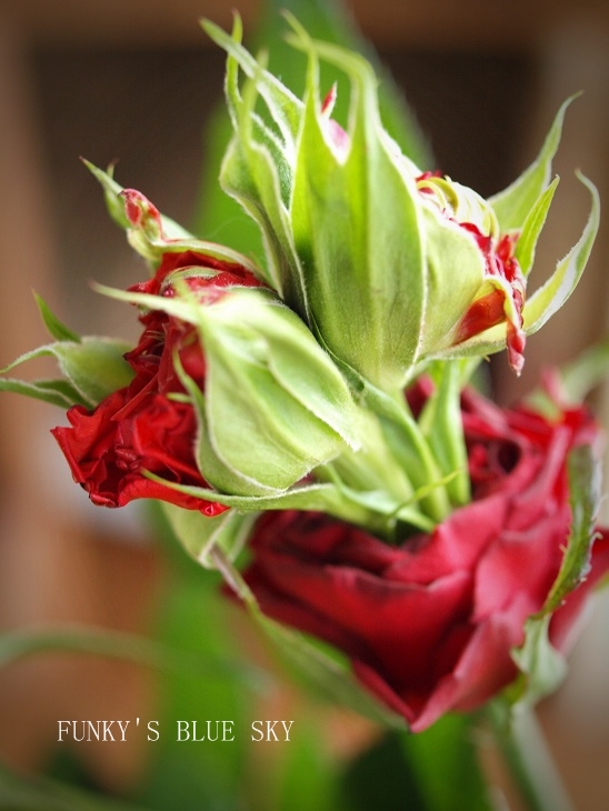 c0145250_9364100.jpg