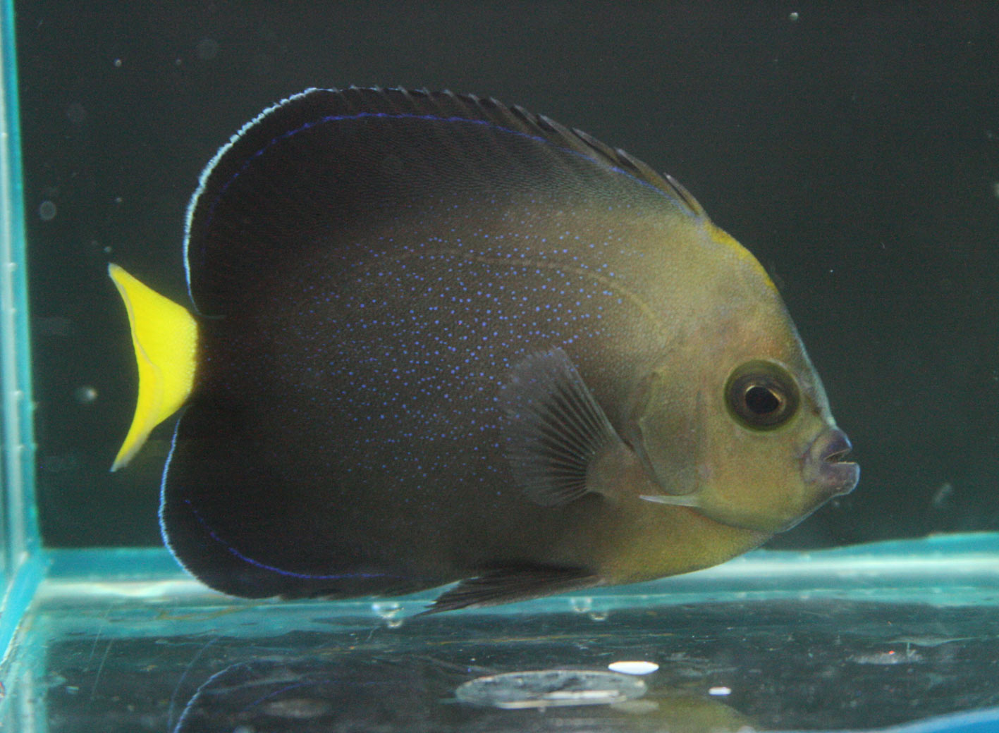 昨日の続きと今日の入荷 ビーボックスアクアリウム 海水魚 サンゴ情報 昨日の続きと今日の入荷 ビーボックスアクアリウム 海水魚 サンゴ情報