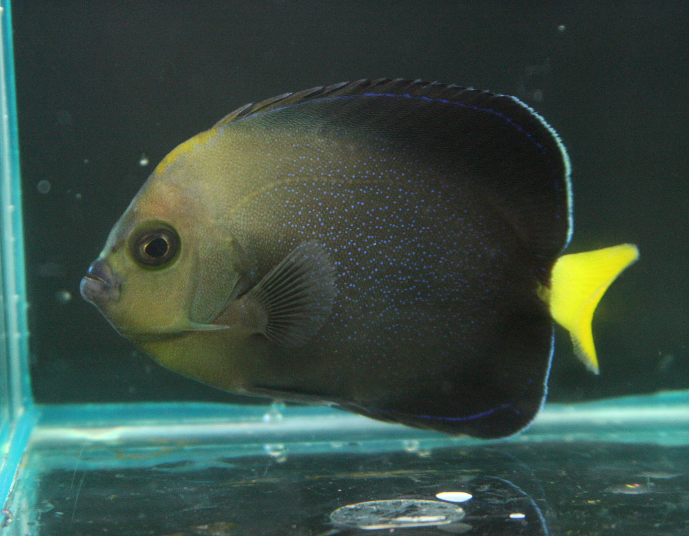 昨日の続きと今日の入荷 ビーボックスアクアリウム 海水魚 サンゴ情報