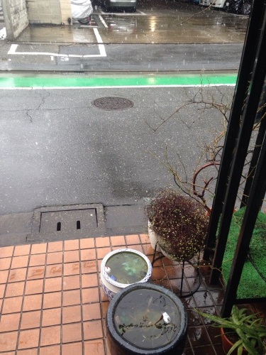 大雪かも?_b0219170_12300331.jpg