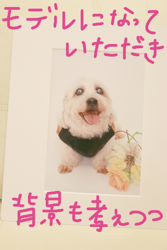 写真撮影会!の練習!第2弾!!!_c0245679_2221825.jpg