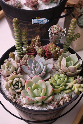 寄せ植え♡_c0178104_10351090.jpg