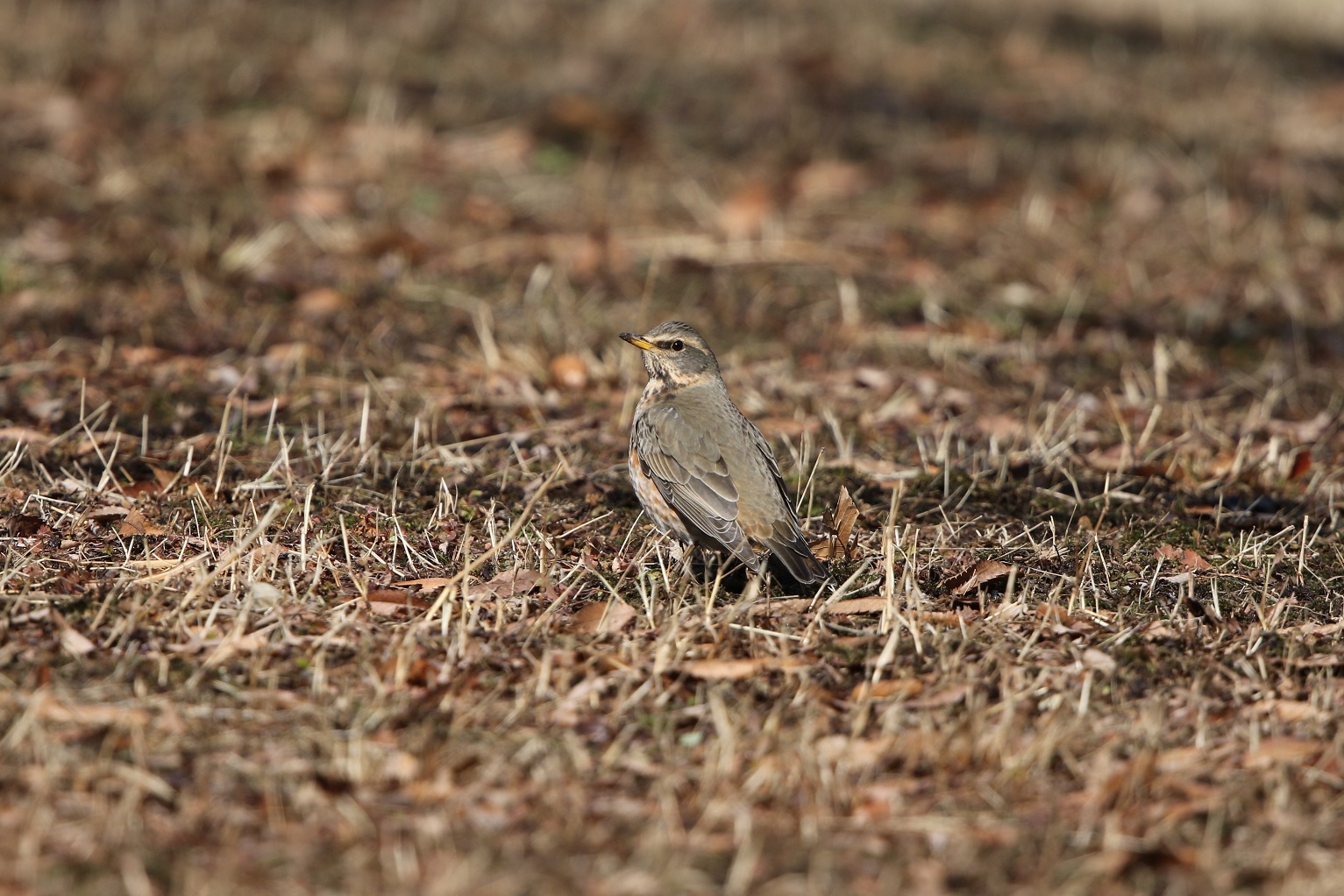 ハチジョウツグミ　初見初撮り_f0239515_20582681.jpg