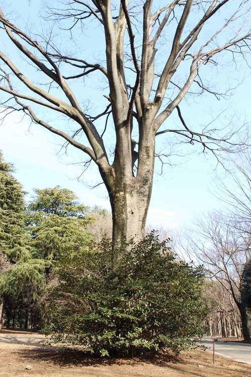 東京 チャの木撮り_b0220318_23182628.jpg