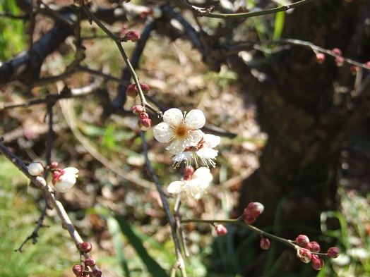 梅の花開花_b0089338_23213748.jpg