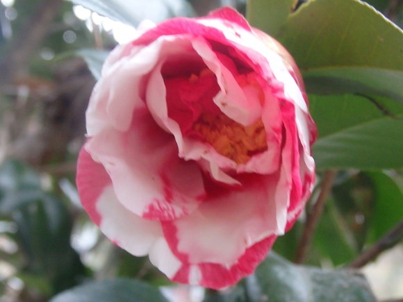 a0054240_23304453.jpg