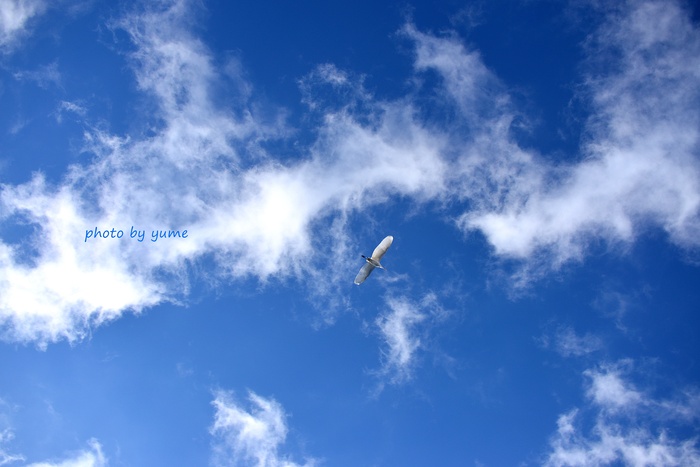 青空に白いサギ_a0322950_9443649.jpg