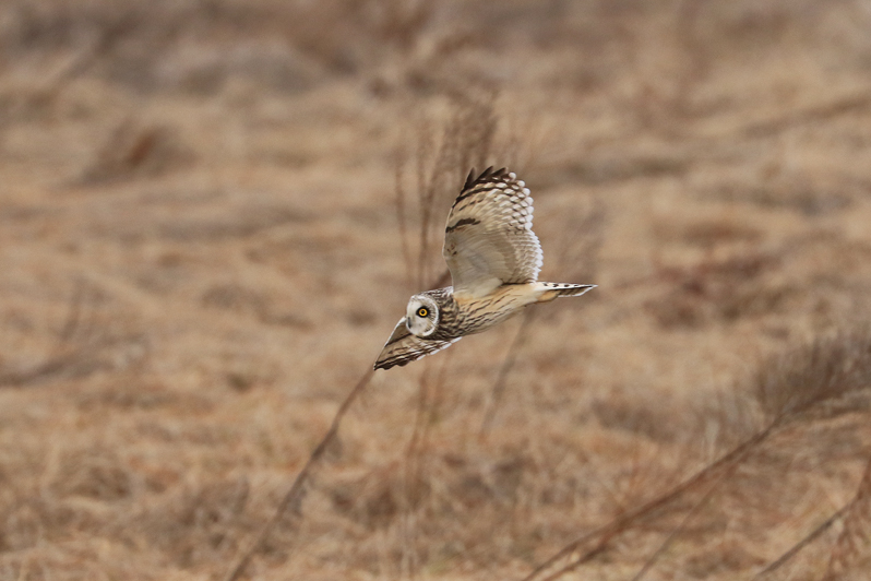 大特集！ コミミズク再び （後編）　～連続コマ写真の試み_f0140054_12573549.jpg