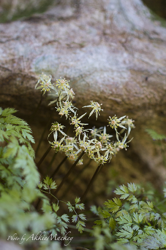 真冬の線香花火と言えば、・・・_b0167256_06594375.jpg