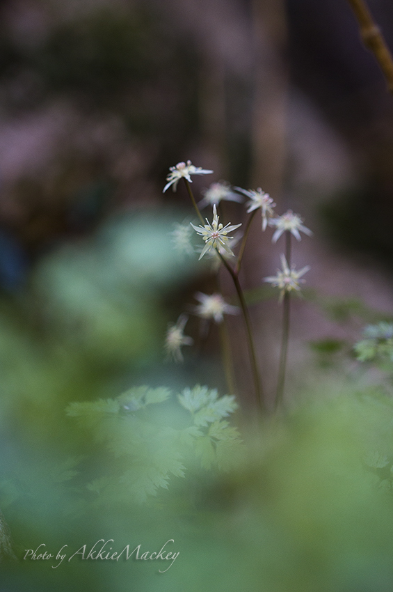 真冬の線香花火と言えば、・・・_b0167256_07001066.jpg