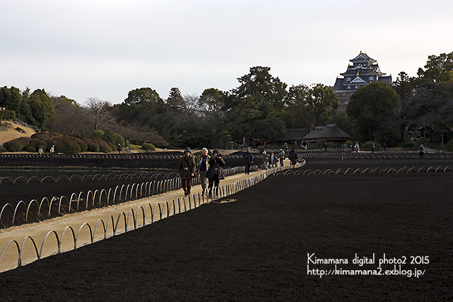 後楽園の芝焼き2015_f0324756_2347375.jpg