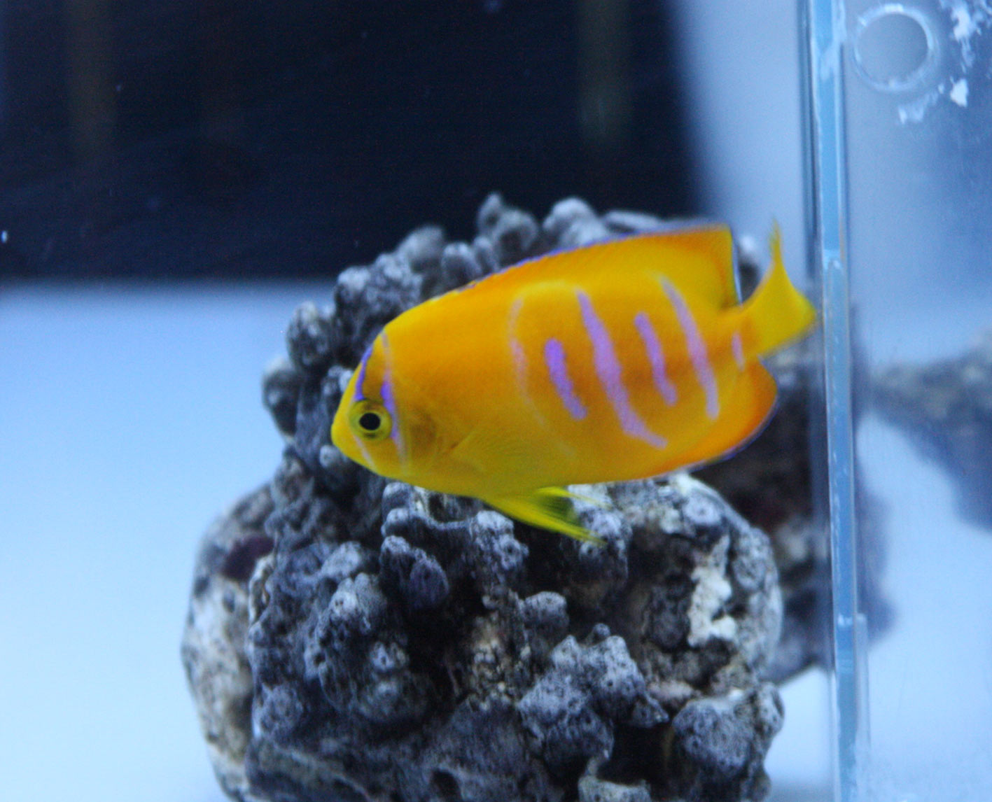 クラリオンエンゼル コンスピキュオスエンゼル ビーボックスアクアリウム 海水魚 サンゴ情報 クラリオンエンゼル コンスピキュオスエンゼル ビーボックスアクアリウム 海水魚 サンゴ情報