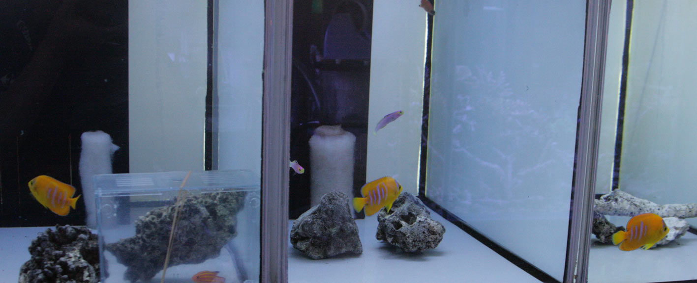クラリオンエンゼル コンスピキュオスエンゼル ビーボックスアクアリウム 海水魚 サンゴ情報 クラリオンエンゼル コンスピキュオスエンゼル ビーボックスアクアリウム 海水魚 サンゴ情報