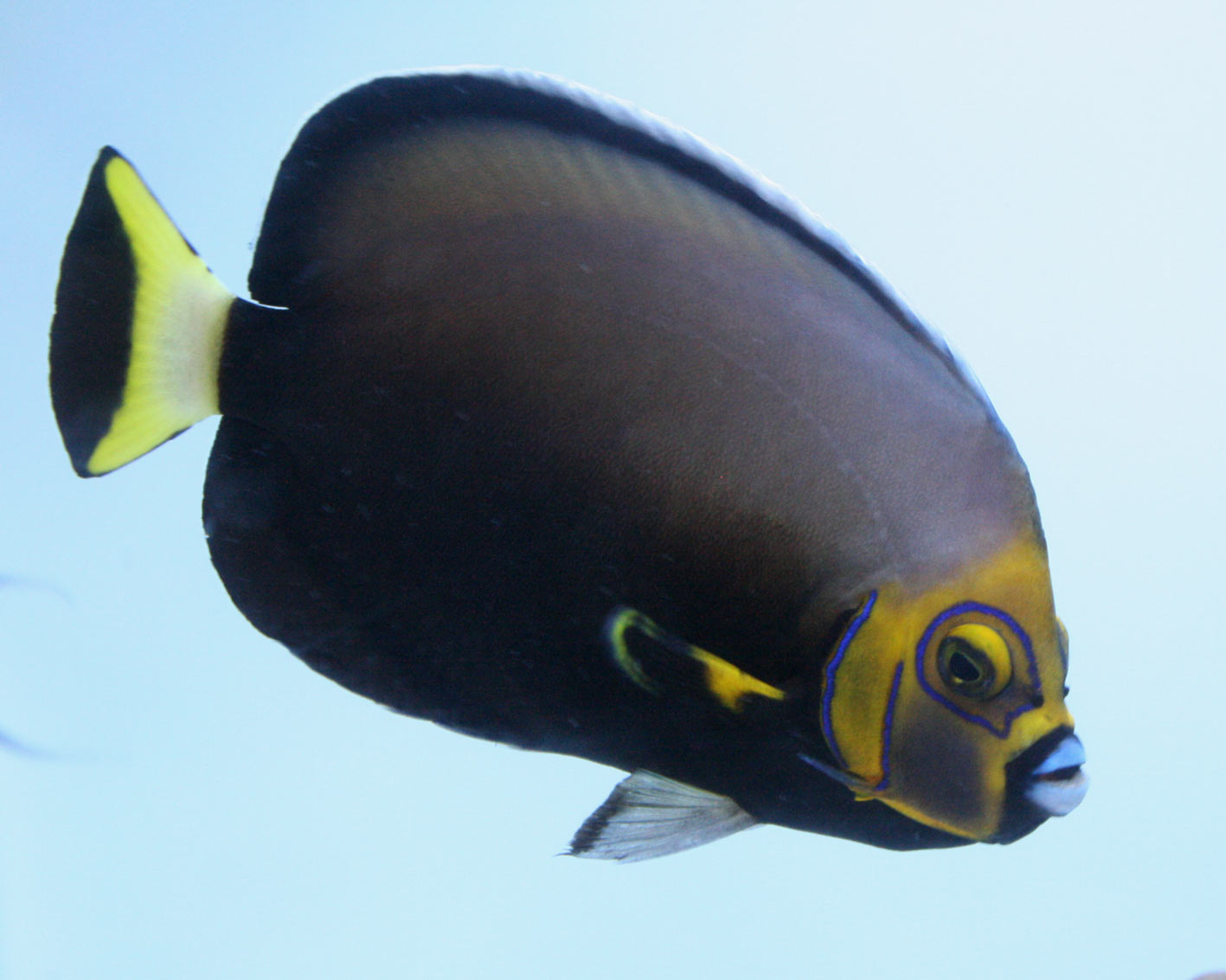クラリオンエンゼル コンスピキュオスエンゼル ビーボックスアクアリウム 海水魚 サンゴ情報