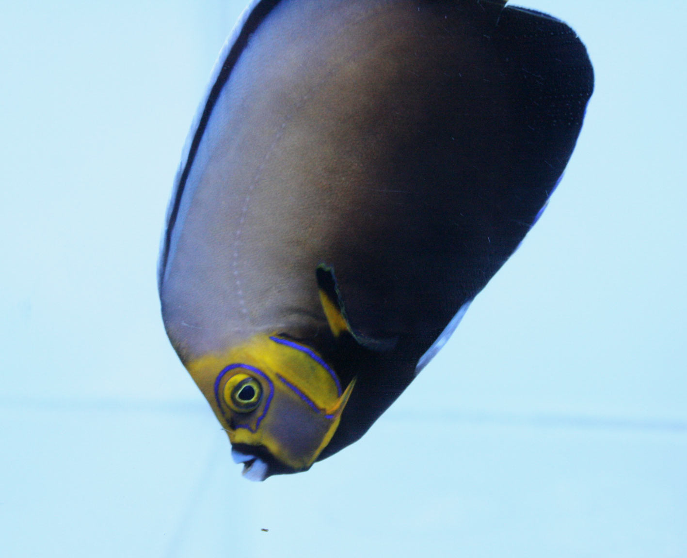 クラリオンエンゼル コンスピキュオスエンゼル ビーボックスアクアリウム 海水魚 サンゴ情報
