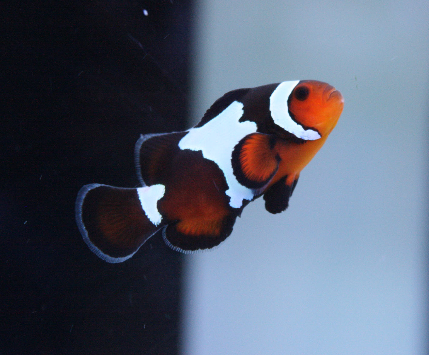 クラリオンエンゼル コンスピキュオスエンゼル ビーボックスアクアリウム 海水魚 サンゴ情報 クラリオンエンゼル コンスピキュオスエンゼル ビーボックスアクアリウム 海水魚 サンゴ情報