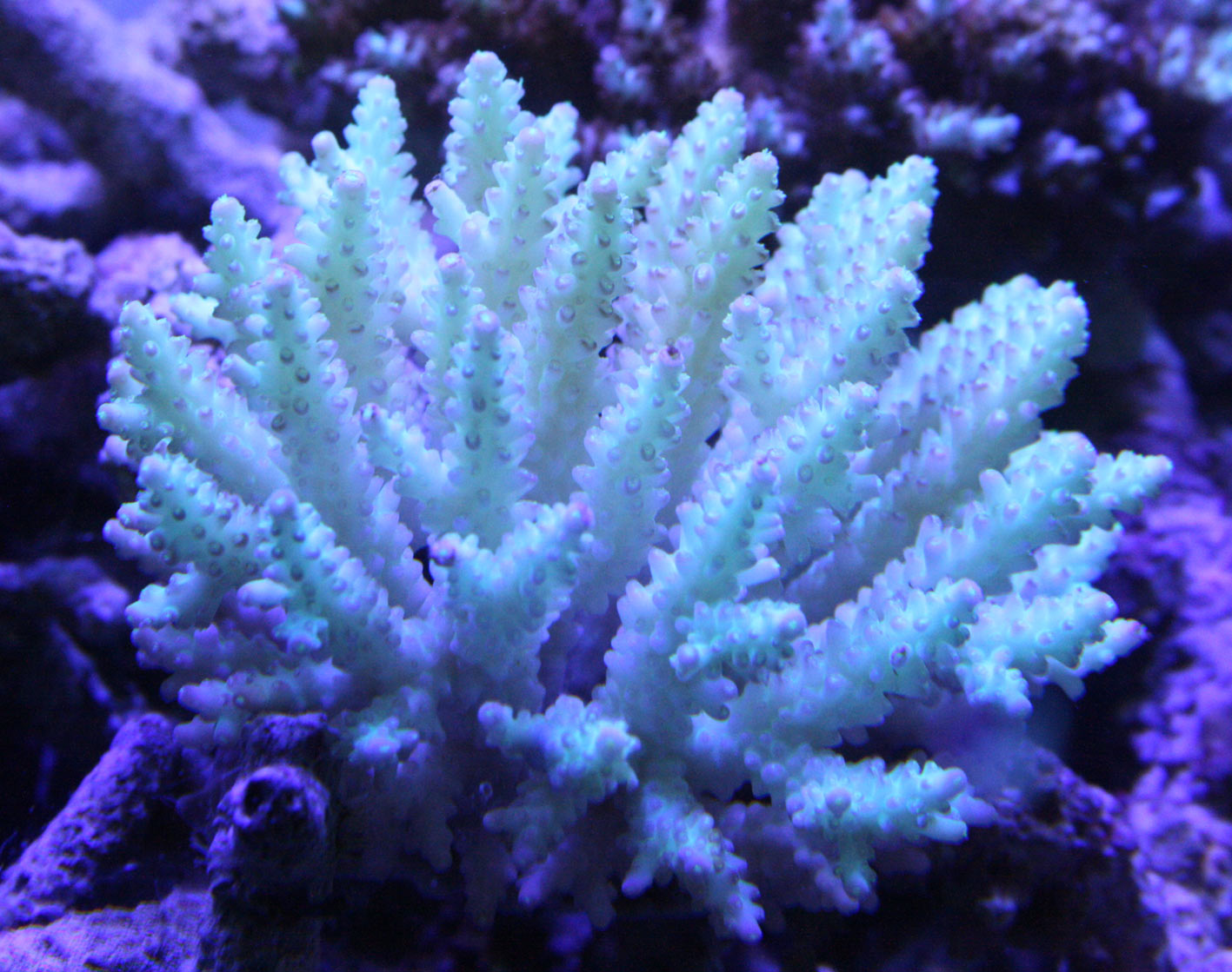 クラリオンエンゼル コンスピキュオスエンゼル ビーボックスアクアリウム 海水魚 サンゴ情報 クラリオンエンゼル コンスピキュオスエンゼル ビーボックスアクアリウム 海水魚 サンゴ情報
