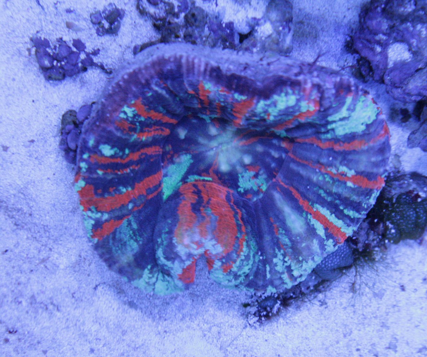 クラリオンエンゼル コンスピキュオスエンゼル ビーボックスアクアリウム 海水魚 サンゴ情報 クラリオンエンゼル コンスピキュオスエンゼル ビーボックスアクアリウム 海水魚 サンゴ情報