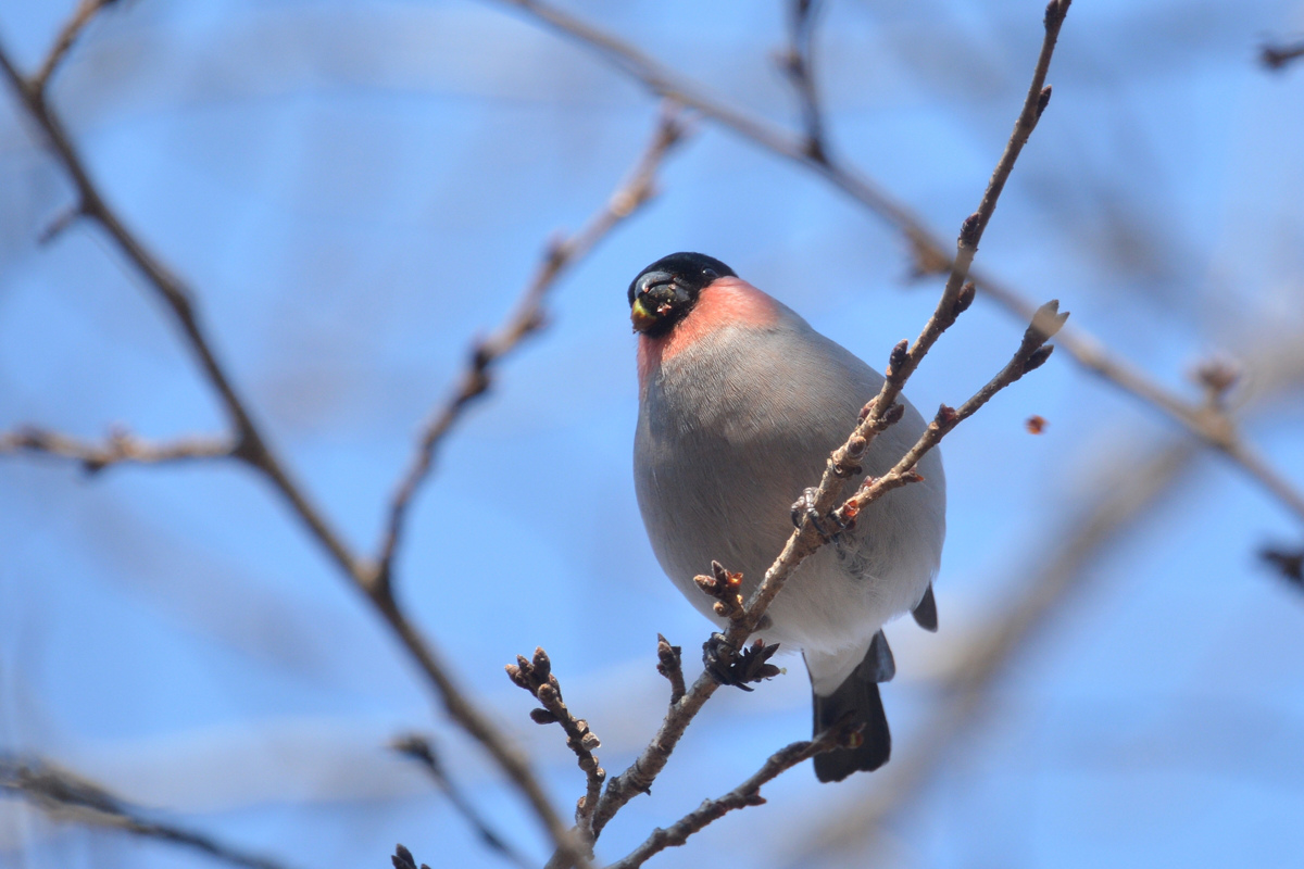 桜の木にウソ_f0053272_943744.jpg