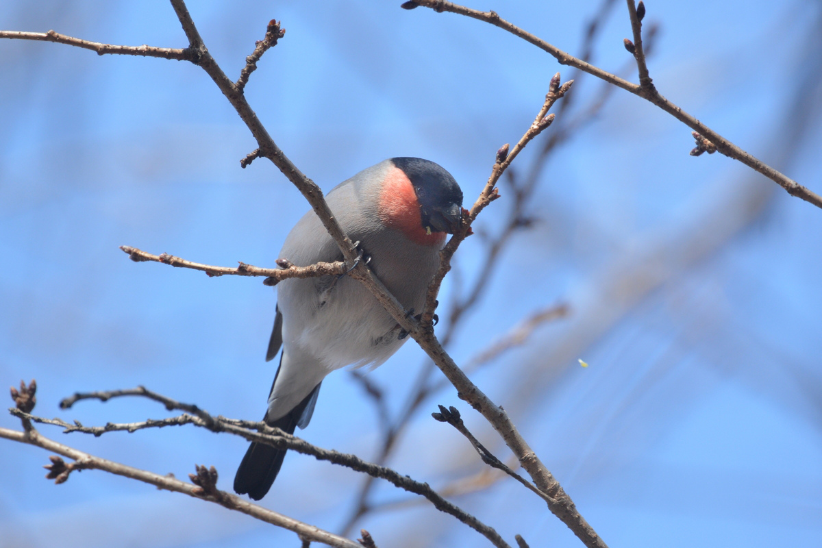 桜の木にウソ_f0053272_965140.jpg