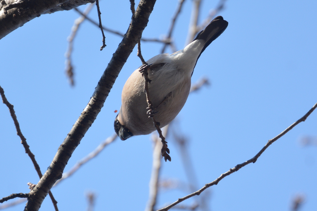 桜の木にウソ_f0053272_982320.jpg