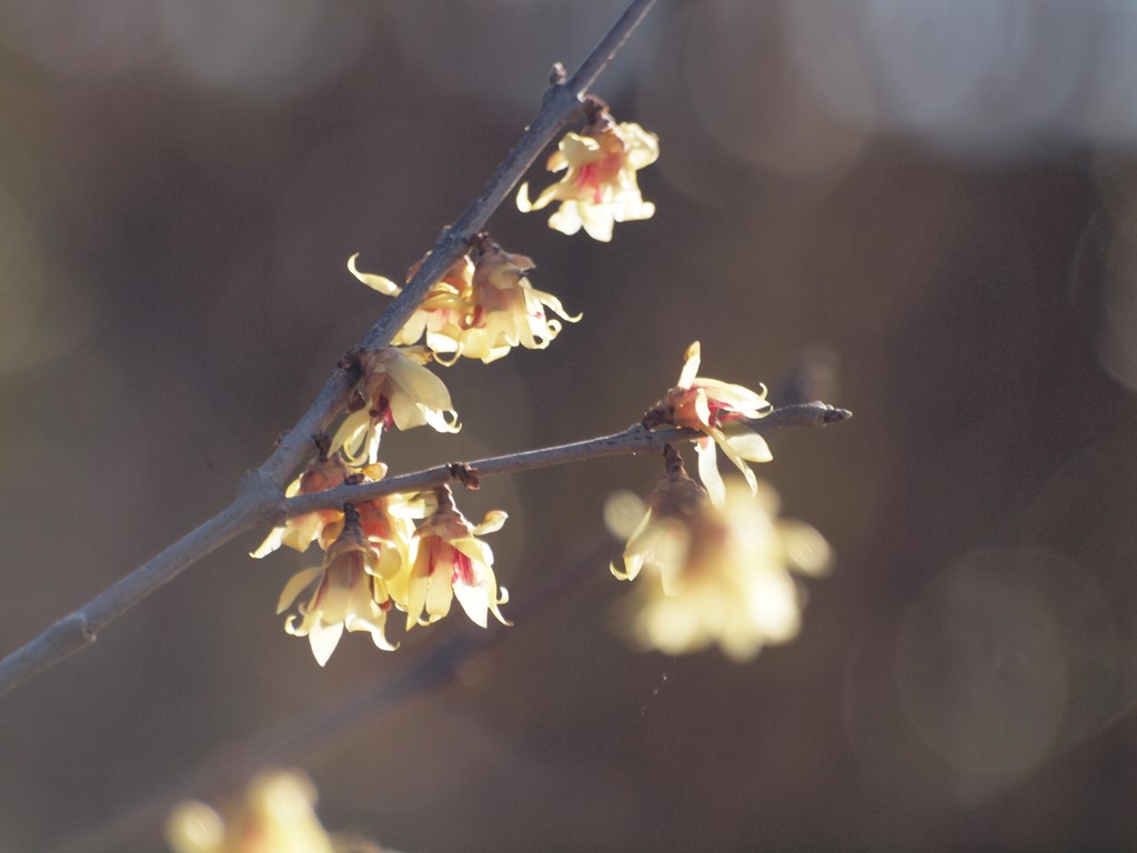 『菜の花と蝋梅とモズとシロハラ・・・・・・』_d0054276_2026187.jpg