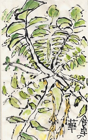 大根も花 絵手紙の小窓 大根も花 絵手紙の小窓