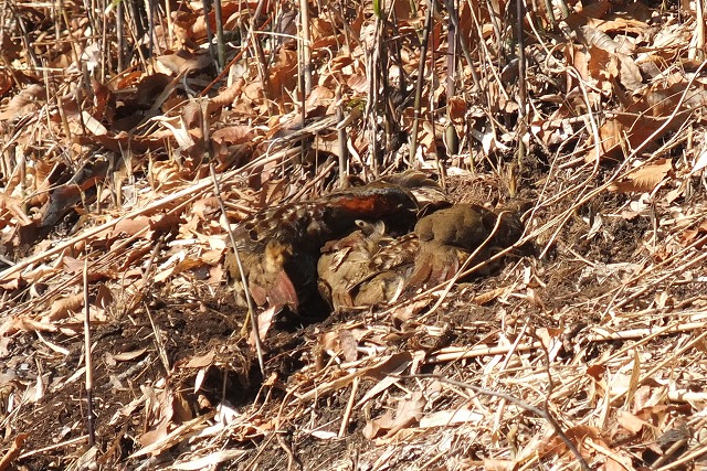 e0070891_2024486.jpg
