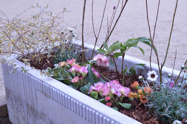 2015年 2月 幼稚園 植栽_a0233896_14354772.jpg
