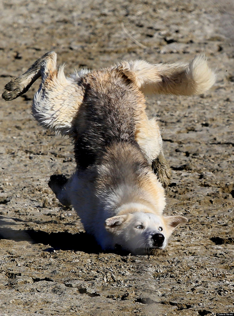 からくれない動物　８３_c0072801_51297.jpg