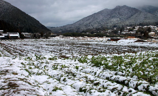 大原淡雪_e0048413_21183689.jpg