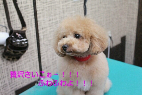 冬生まれ_b0130018_21475422.jpg