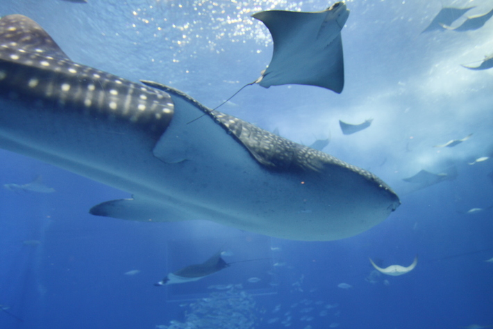 龍希 vs ジンベエ　〜美ら海水族館①〜_d0200926_727433.jpg