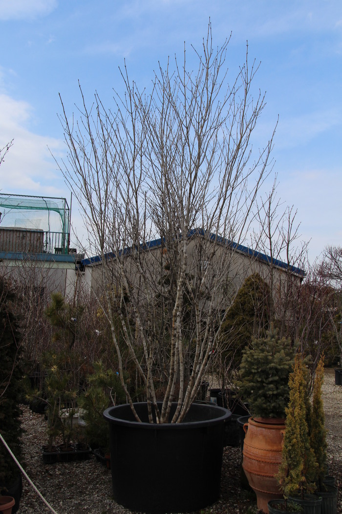 山採り　ヒナウチワカエデ アオダモ　混合株 山採り天然株。アオダモ。。