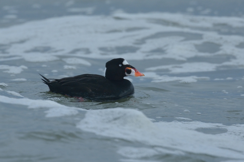 アラナミキンクロ Surf Scoter 15 02 Birding In Japan