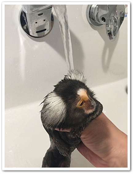 お猿の入浴・・・いい湯だな～～むふふん♪_e0142065_22213999.jpg