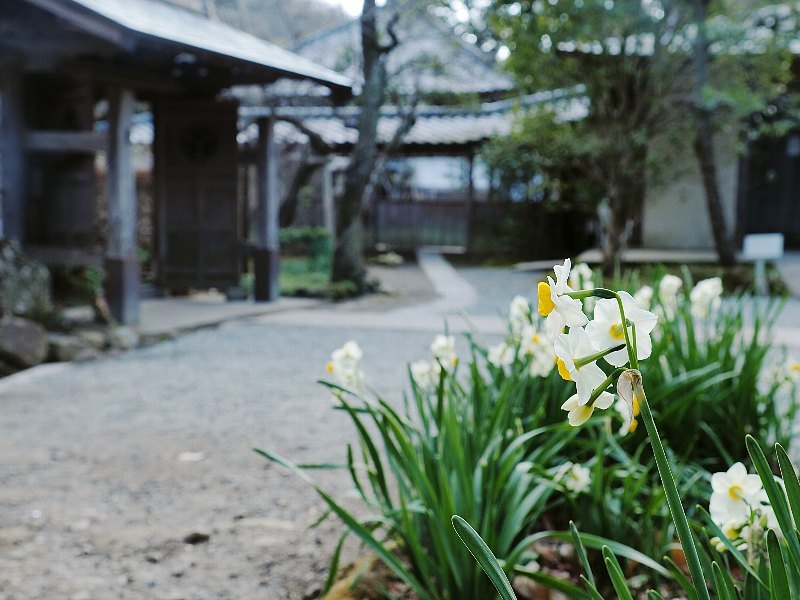 冬の北鎌倉　浄智寺　２_a0330871_20181872.jpg