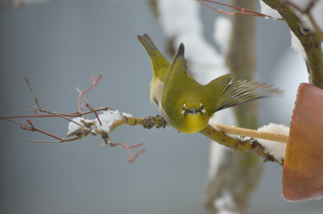 野鳥レストラン_c0197772_8573945.jpg