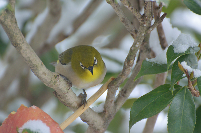 野鳥レストラン_c0197772_858679.jpg