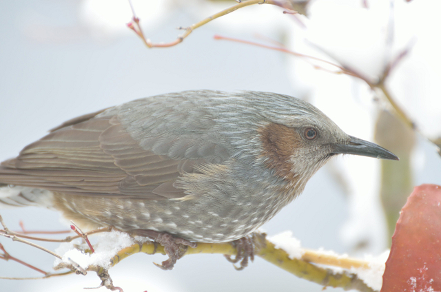 野鳥レストラン_c0197772_914711.jpg