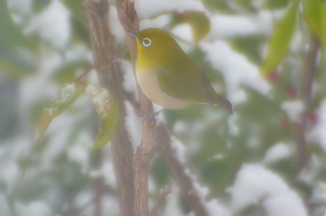 野鳥レストラン_c0197772_943944.jpg