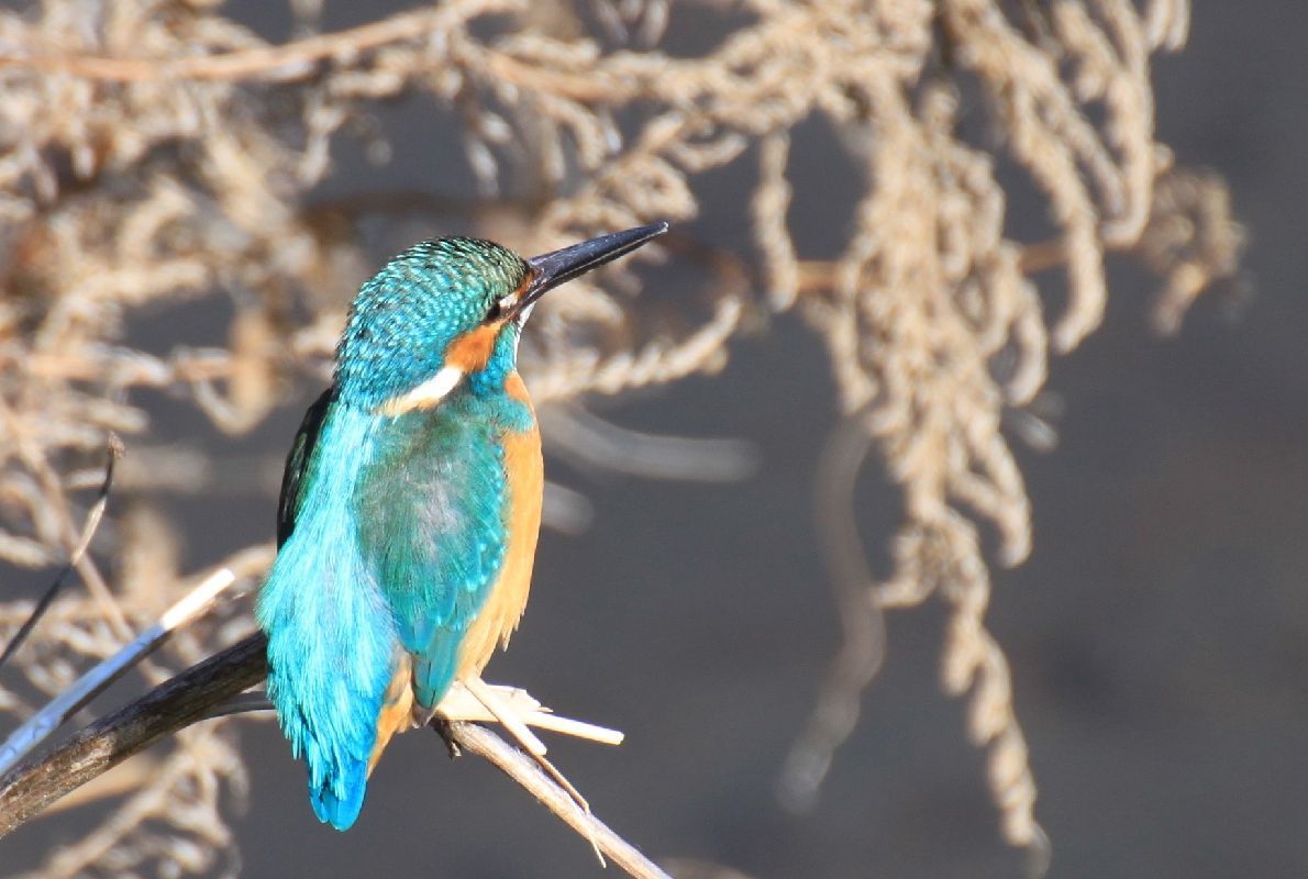 水鳥の潜る・・・_c0223272_17411365.jpg