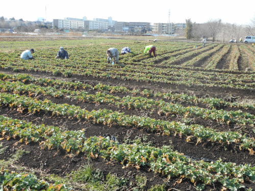 菜の花畑の除草　　　平成２７年２月７日_c0145581_1631104.jpg