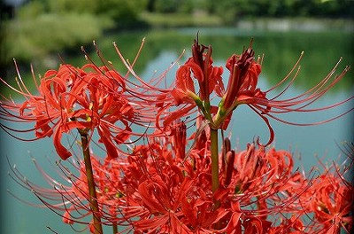 副池公園彼岸花・おはぎとぼた餅_c0229483_22202867.jpg