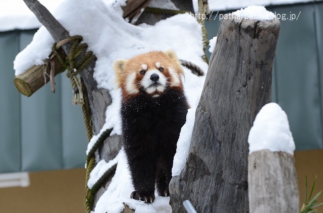 ２０１５年１月　旭山動物園　２日目　その３　新しいカバ館_a0052986_22254127.jpg