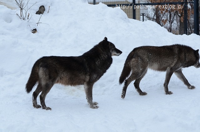 ２０１５年１月　旭山動物園　２日目　その３　新しいカバ館_a0052986_22363933.jpg