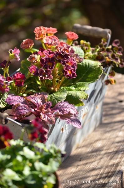 冬の庭　　　　Gardening in Winter_d0025294_1826544.jpg