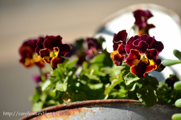 冬の庭　　　　Gardening in Winter_d0025294_18272258.jpg