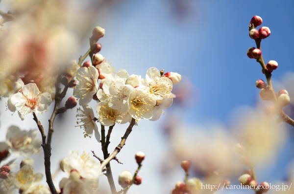 冬の庭　　　　Gardening in Winter_d0025294_18273163.jpg